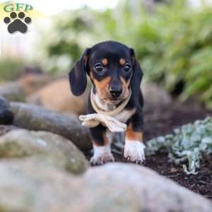 Duke, Dachshund Puppy